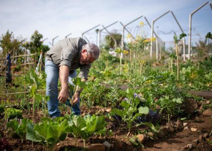 Der Garten in der deutschen Geschichte