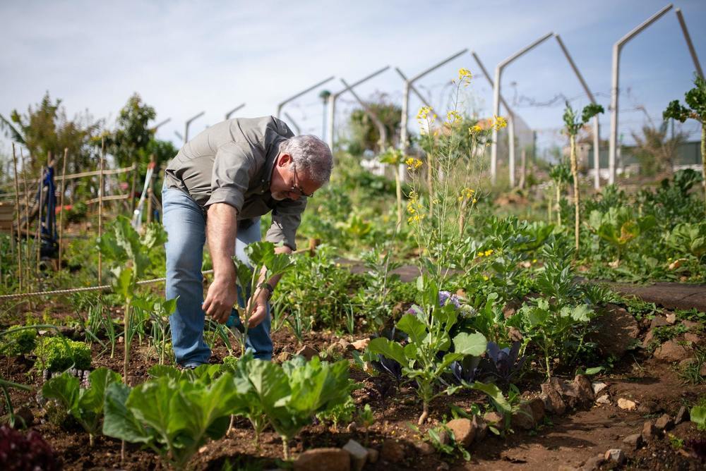 Der Garten in der deutschen Geschichte